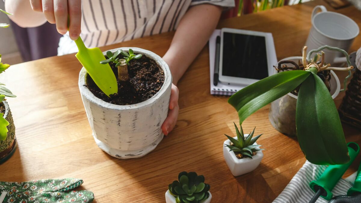 Gardening home. Garden home,Girl replanting green pasture in home garden.