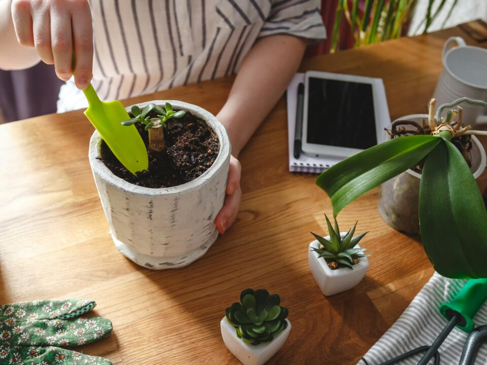 Gardening home. Garden home,Girl replanting green pasture in home garden.
